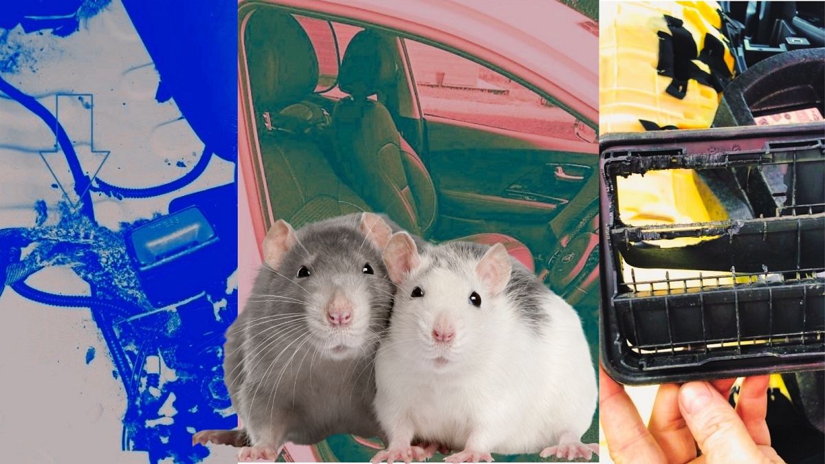 Electric car 'devoured by rodents' leaves man with €5,000 repair bill
